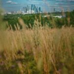 a grassy area with a city in the background